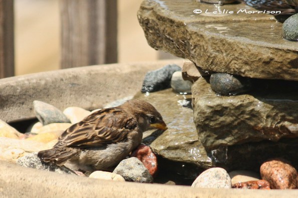 HouseSparrow_Fledgling_IMG_2193