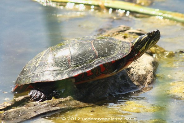 Painted Turtle