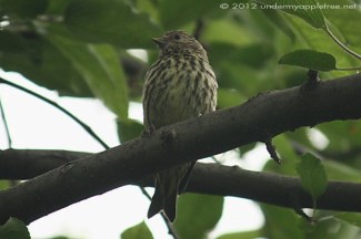 Pine Siskin
