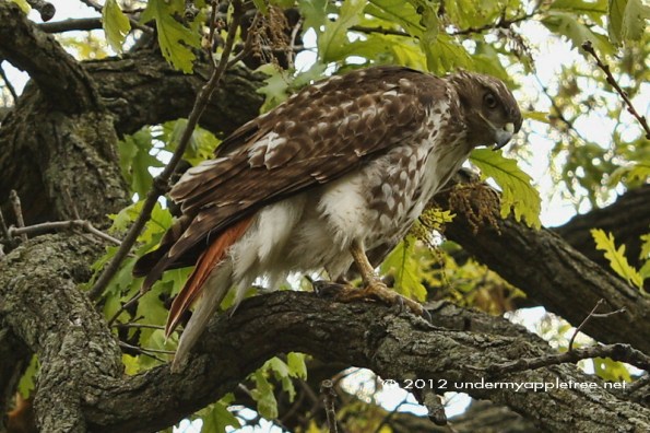 Red-tailed Hawk