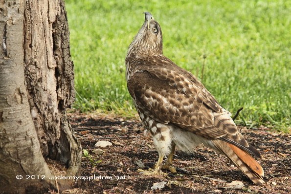 Red-tailed Hawk