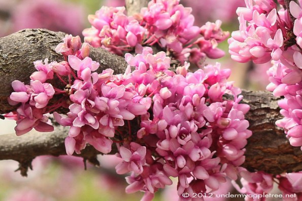 Redbud Tree
