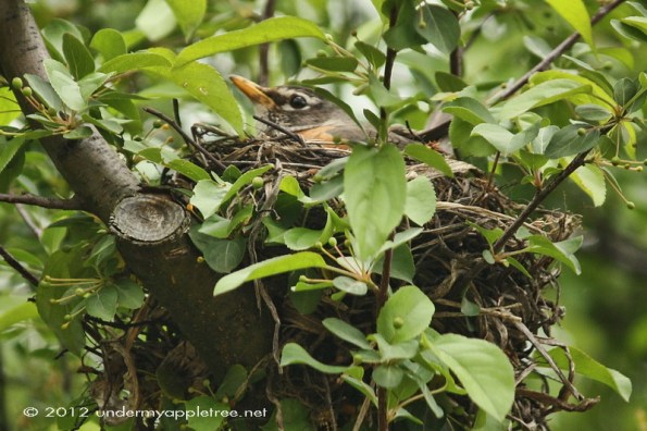 American Robin on Nest