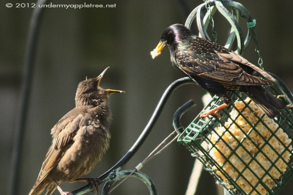 European Starling Fledgling