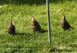 Fledgling Starlings