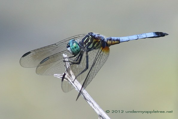 Dragonfly - Male Blue Dasher Dragonfly - Male Blue Dasher