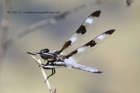 Dragonfly - Skimmer Dragonfly - Skimmer