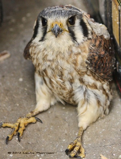 American Kestrel