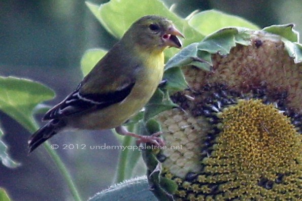 Goldfinch on Sunflower Female Goldfinch on Sunflower