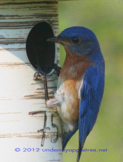 Male Eastern Bluebird