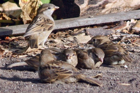 DustBath_JuvHOSP_IMG_3411