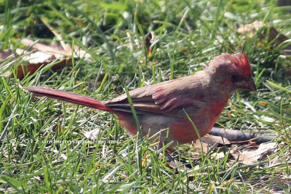Juvenile Male Cardinal