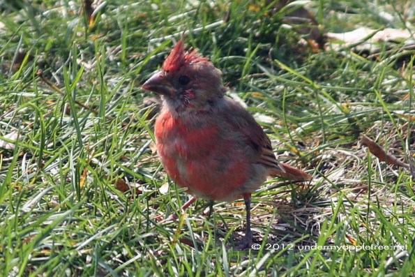 Juvenile Male Cardinal