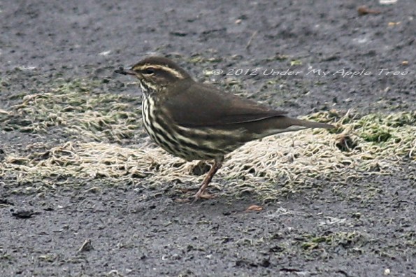 Northern Waterthrush