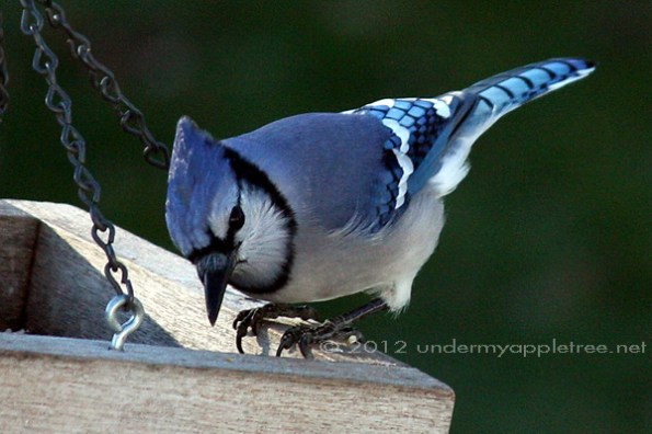 BlueJay_IMG_5432-sml