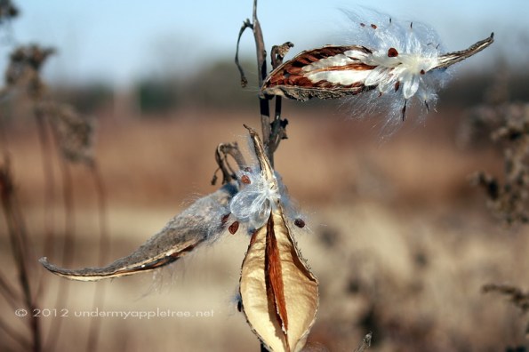MilkWeedWolfRdPrairie_IMG_3491