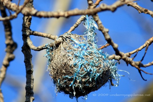 Oriole Nest Wolf Rd Prairie