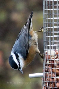 Red-breasted Nuthatch