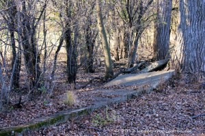 SidewalkWolfRdPrairie_IMG_3479