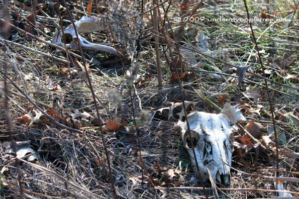 Skeleton Wolf Rd Prairie