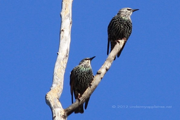 Starlings Wolf Rd Prairie