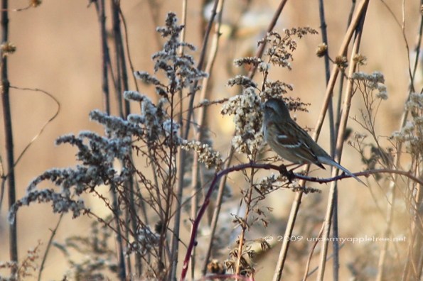 Tree Sparrow Wolf Rd Prairie
