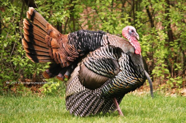 WildTurkey