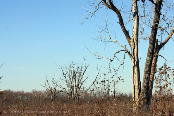 Wolf Road Prairie