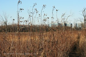 WolfRdPrairie_IMG_3454