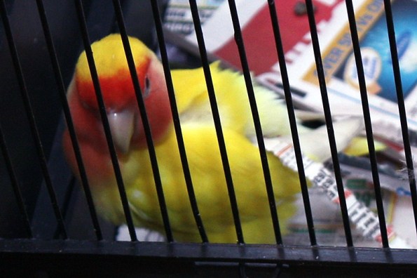 Charley the Lovebird