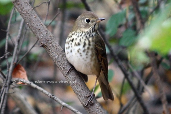 Hermit Thrush