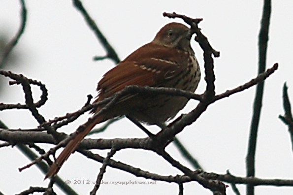 Brown Thrasher Brown Thrasher
