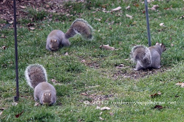 Squirrels 