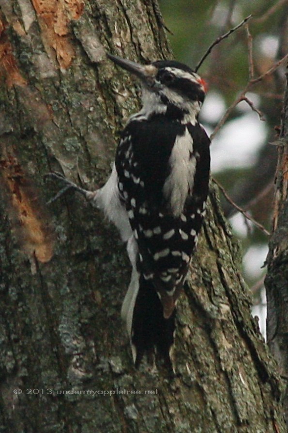 Hairy Woodpecker