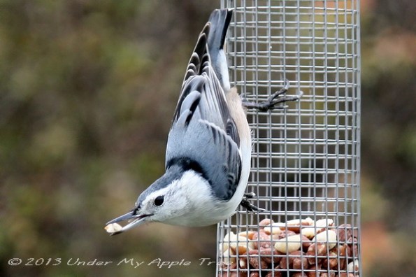 White-breasted Nuthatch