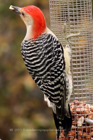 Red-bellied Woodpecker