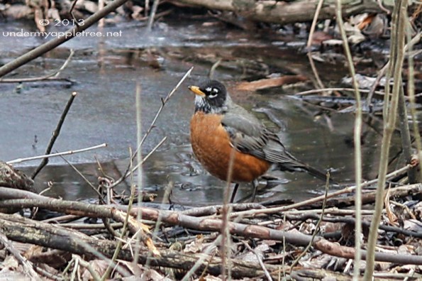 American Robin