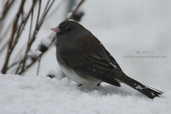 Junco
