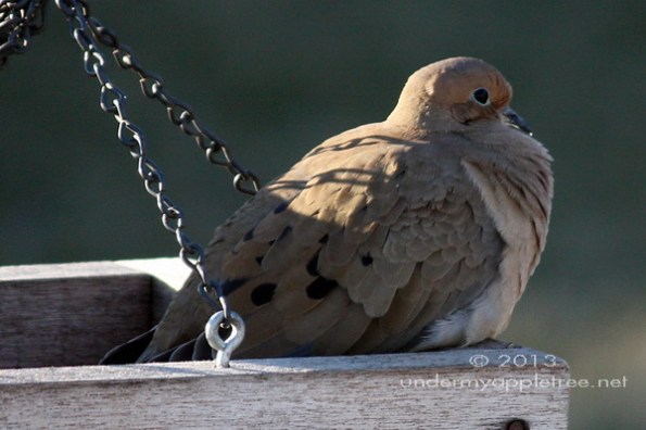Mourning Dove Mourning Dove