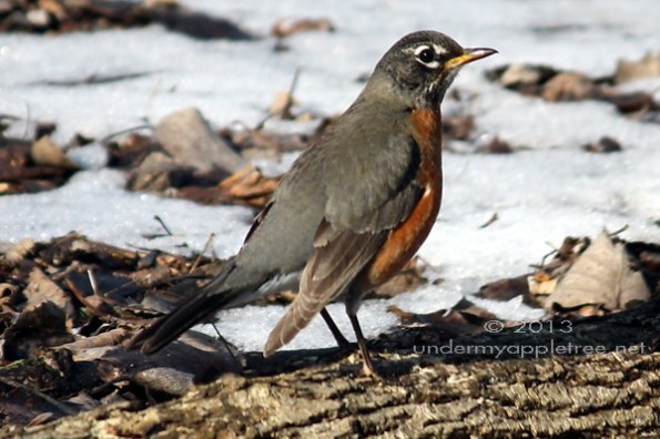 American Robin