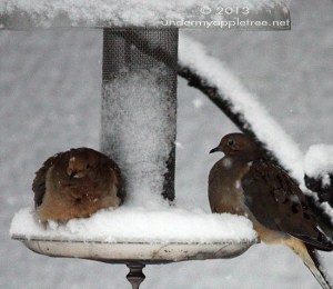 Snowy Mourning Doves