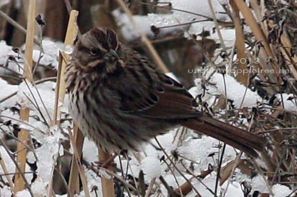 Song Sparrow