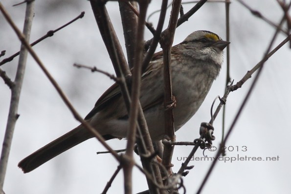 White-throated Sparrow