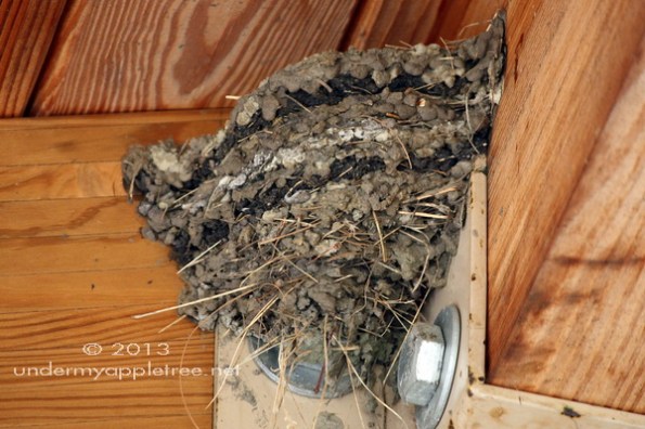 Barn Swallow Nest