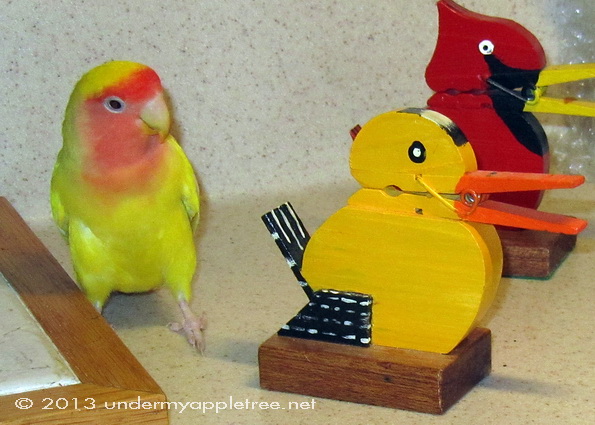 Charley the Lovebird