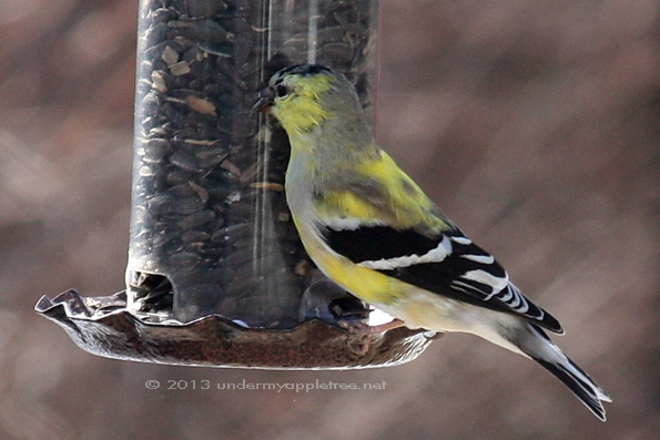 American Goldfinch