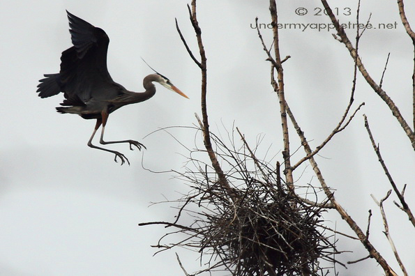 Great Blue Heron