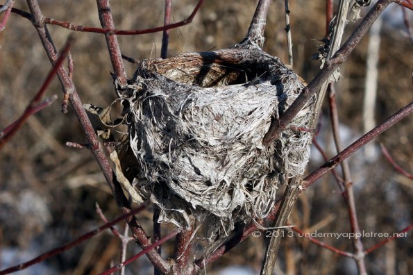 Nest