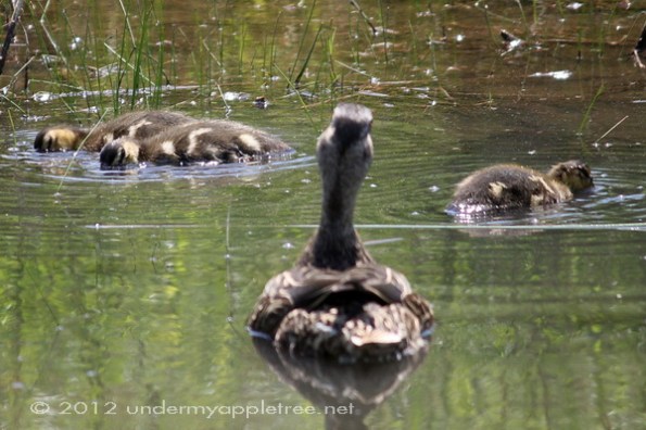 Mallards_Eating_IMG_2602