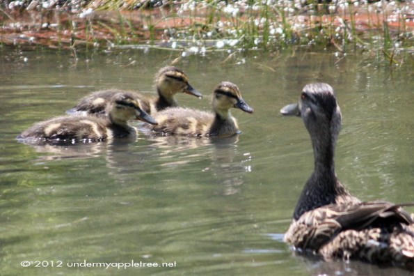 Juvenile Mallards